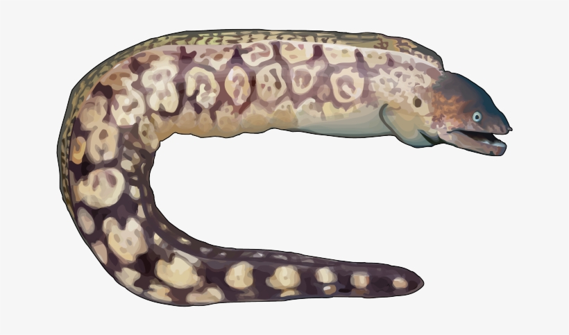 Morena - Morena De Mar Dibujo, transparent png download