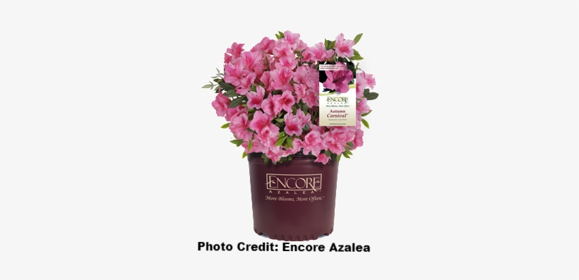 Load Image Into Gallery Viewer, Azalea X 'encore' Autumn - Encore Azalea Autumn Fire, 3 Gal, transparent png download
