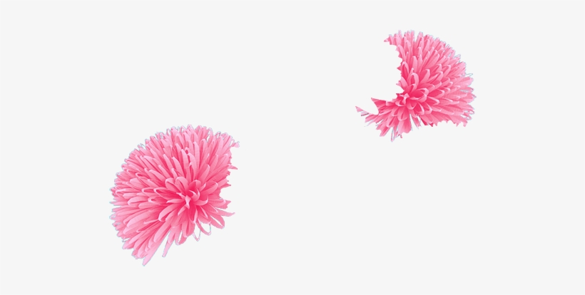 Azalea - Chrysanths, transparent png download