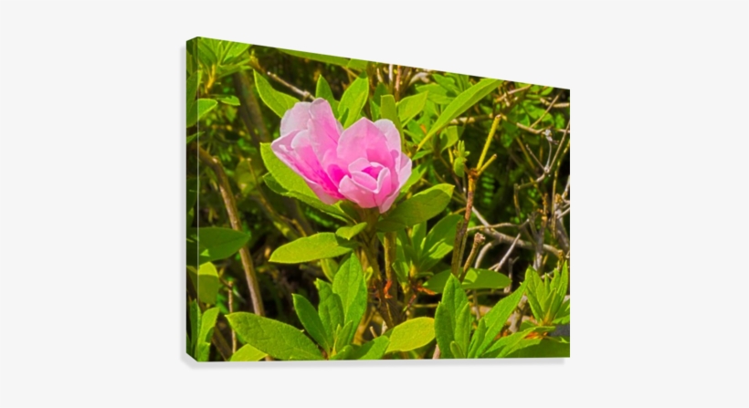 Hdr Azalea Bud 2 Canvas Print - Photograph, transparent png download