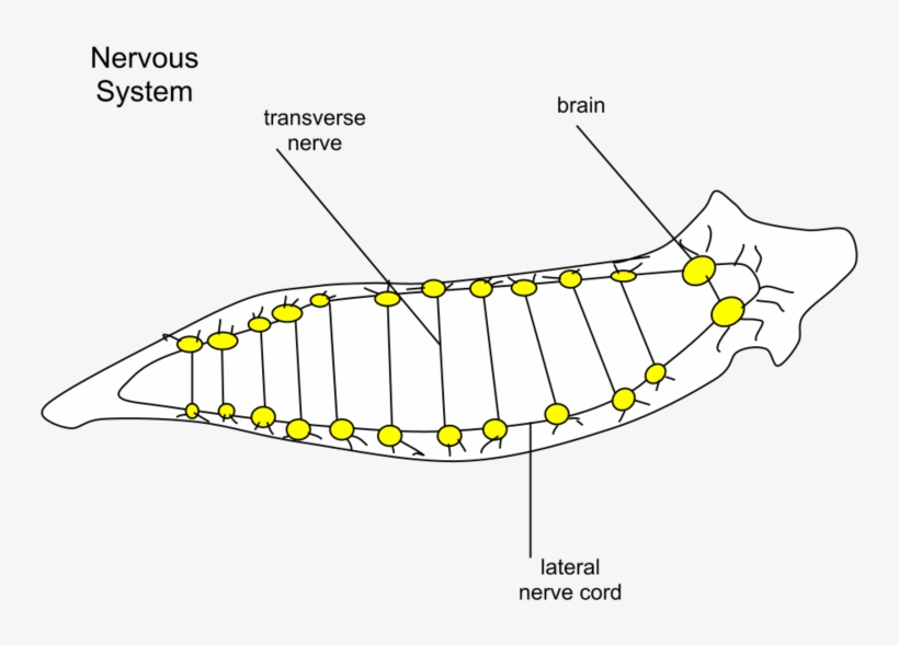 Planaria Nervous - Sistema Nervioso De La Planaria, transparent png download