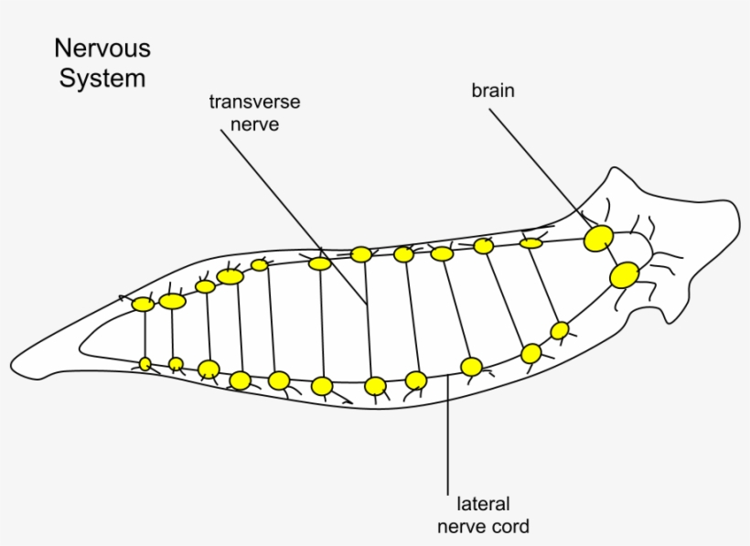 Planaria Nervous - Planaria Png, transparent png download
