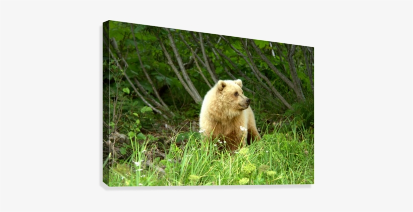 Two Year Old Grizzly Canvas Print - Punxsutawney Phil, transparent png download