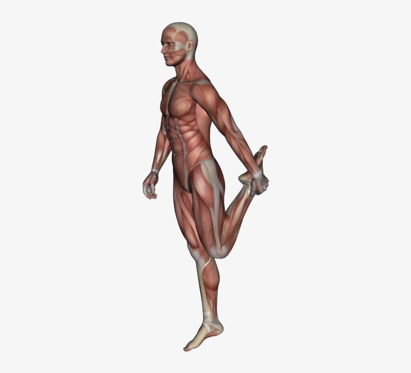 Pnf Or Proprioceptive Neuromuscular Facilitation Stretching - Sketch, transparent png download