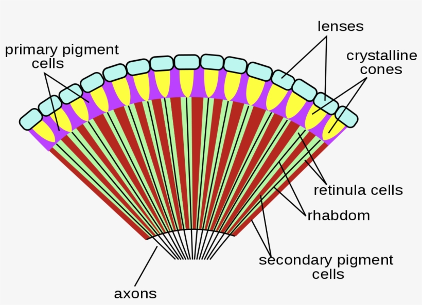 Insect Compound Eye Diagram, transparent png download