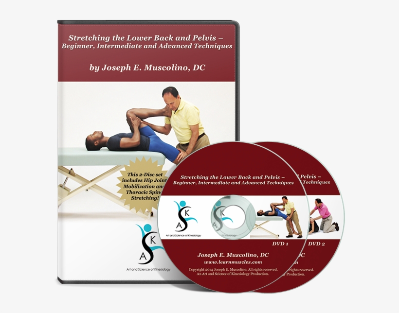 Stretching The Lower Back And Pelvis Beginner, Intermediate - Joint Mobilization Of The Lower Extremity [book], transparent png download