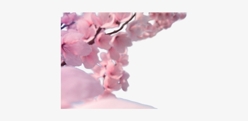 All New - Blurred Flowers Transparent Png, transparent png download