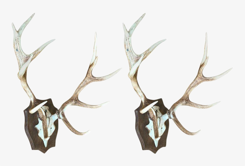 Jpg Royalty Free Download Distinguished Of Mounted - Antler, transparent png download