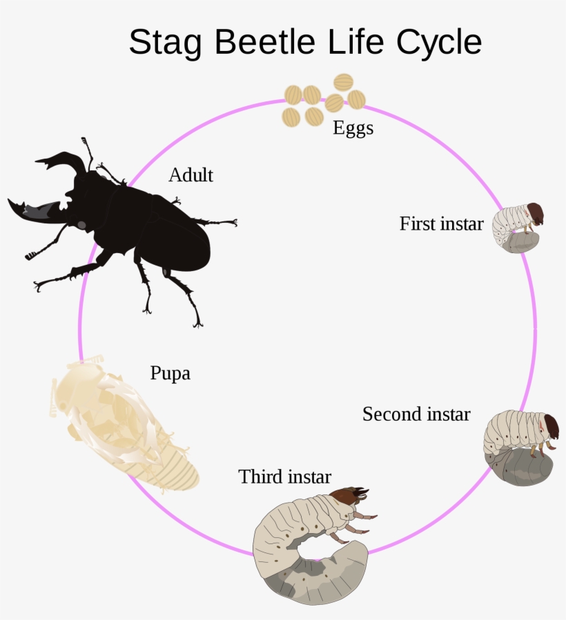 Open - Life Cycle Of Callosobruchus Maculatus, transparent png download