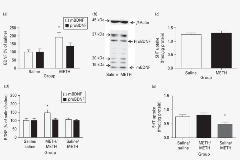 Prior Meth Self Administration Increases Mbdnf Immunoreactivity - Methamphetamine, transparent png download