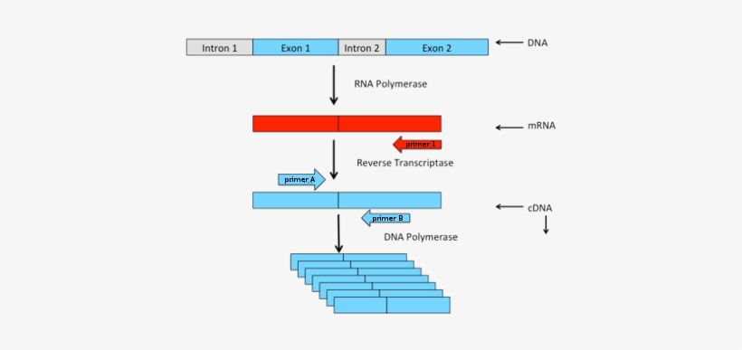 Reverse Transcriptase Polymerase Chain Reaction Of - Rt Pcr, transparent png download