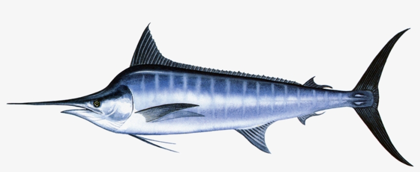 Marlin - Black Marlin Makaira Indica Price, transparent png download