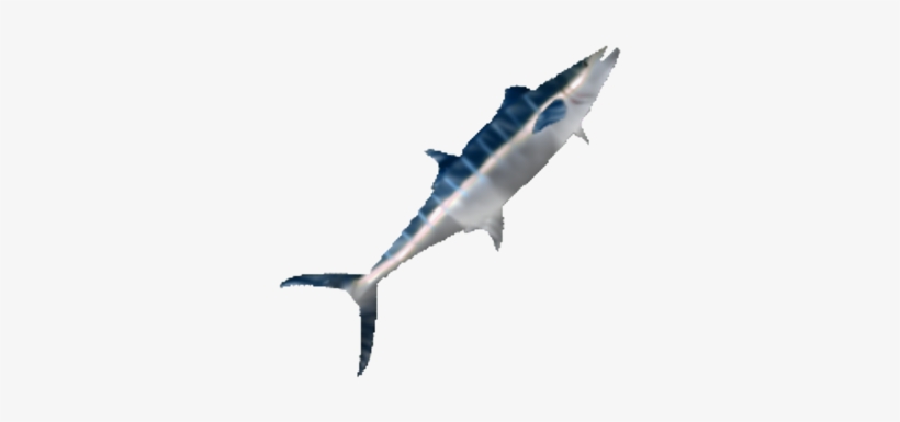 Marlin - Atlantic Blue Marlin, transparent png download