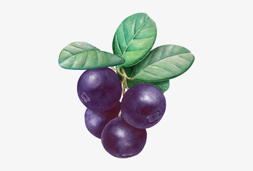Açaí, Uno De Los Alimentos Más Completos Y Saludables - Acai Fruta, transparent png download