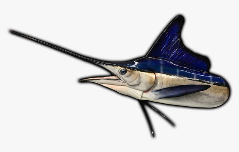 White Marlin Fish Mount, transparent png download