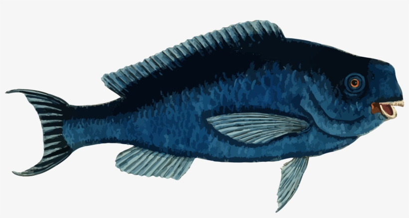 Blue Parrotfish Tropical Fish Atlantic Blue Marlin - Parrot Fish Clipart, transparent png download