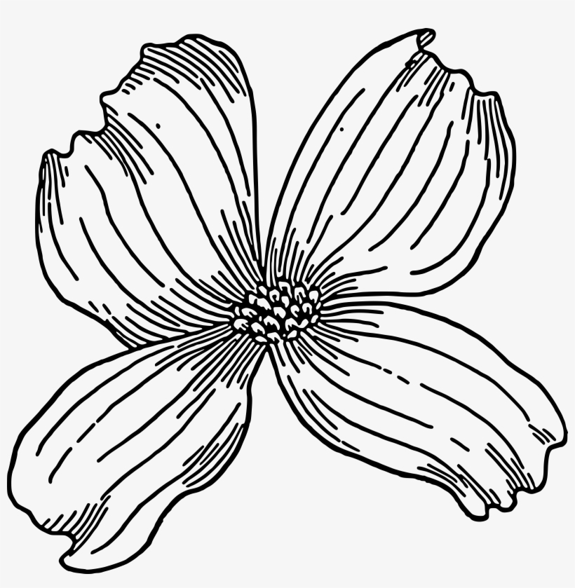 Dogwood Png, transparent png download