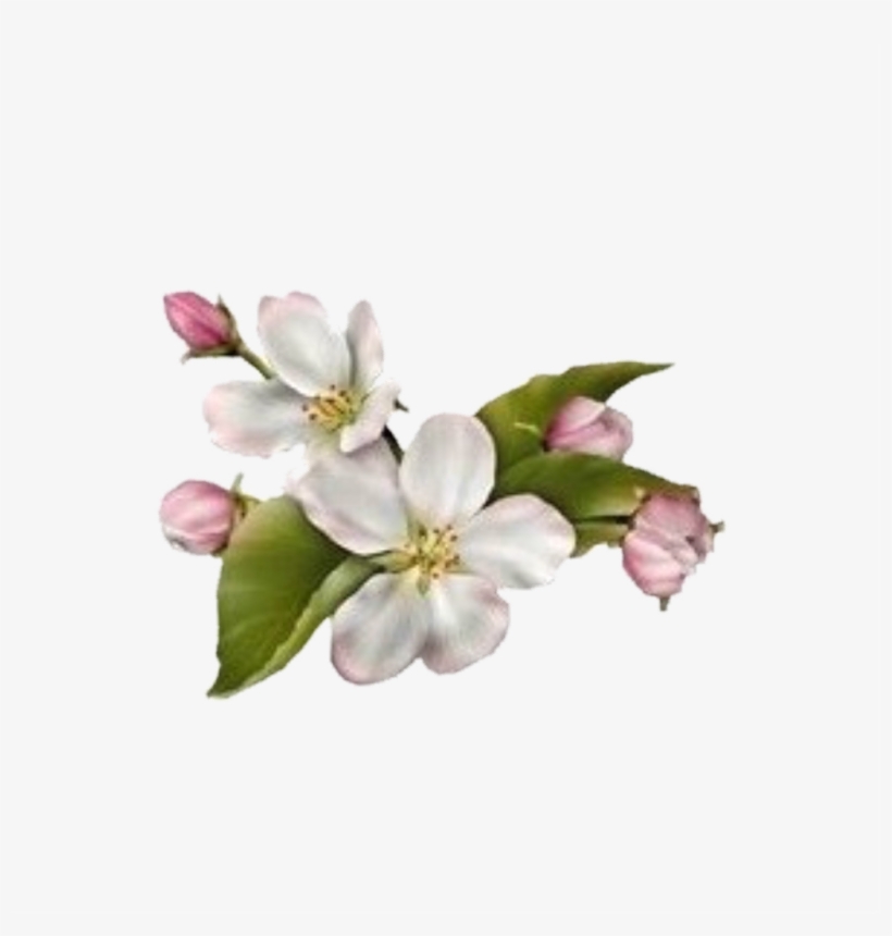 Dogwood Flower - Cherry Blossom, transparent png download