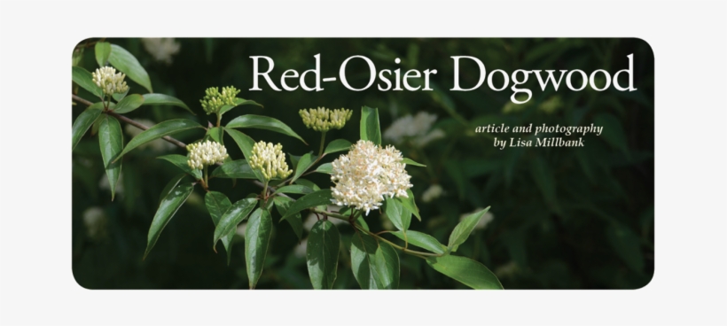 I Stood On The Marys River Bridge In Corvallis On A - Red Osier Dogwood, transparent png download