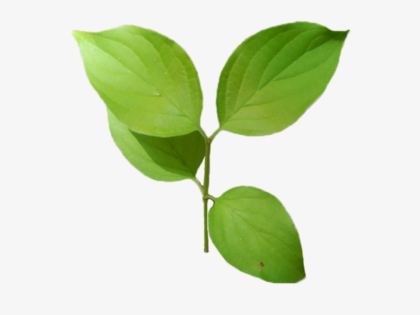 Roughleaf-dogwood - Tree, transparent png download