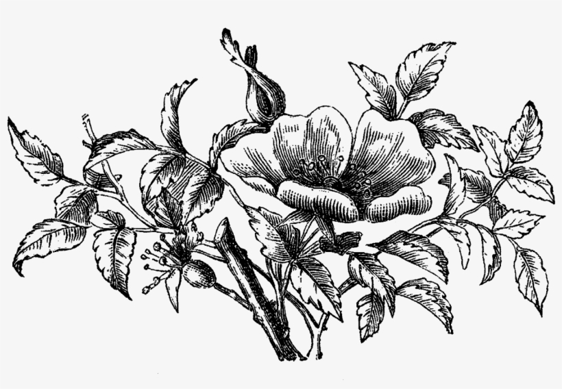 Digital Wildflower Downloads - Size?, transparent png download