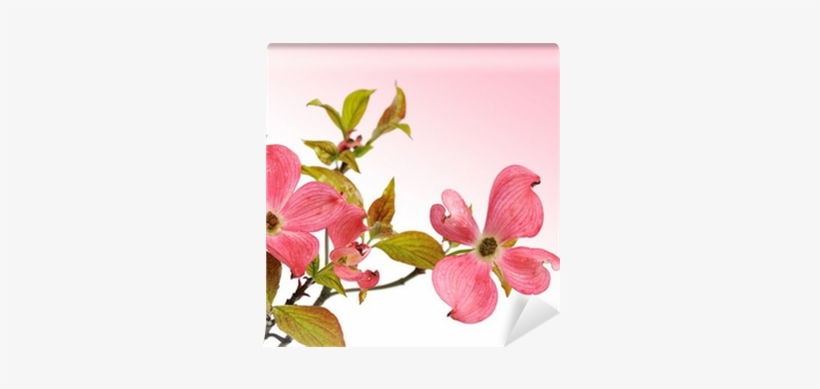Flowering Dogwood, transparent png download