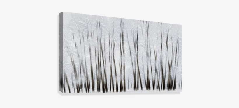 Abstract Trees With Motion Blur - Abstract Trees With Motion Blur; Alberta, Canada Poster, transparent png download