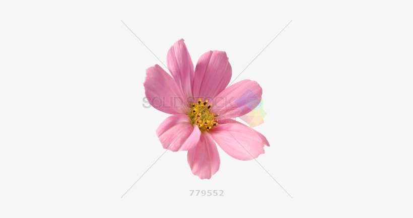 Stock Photography, transparent png download