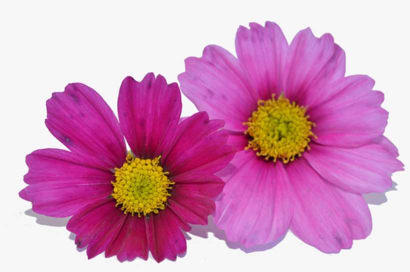 Fleur Cosmos Png, transparent png download