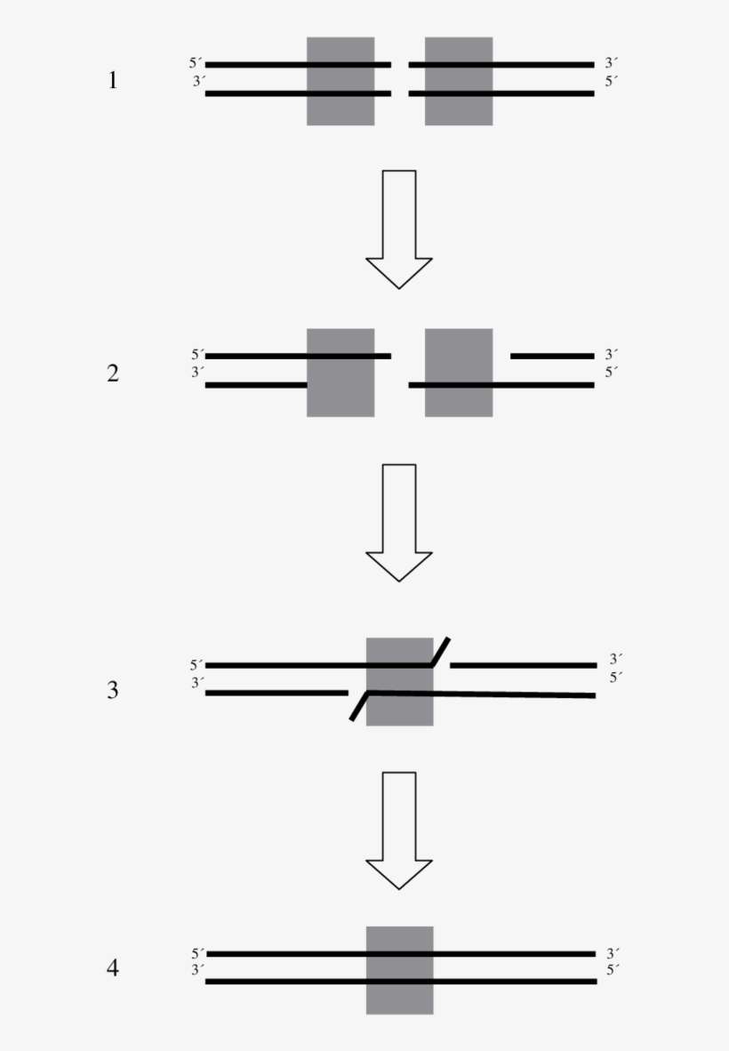 Recombination Is Initiated By A Double-strand Break - Synthesis-dependent Strand Annealing, transparent png download