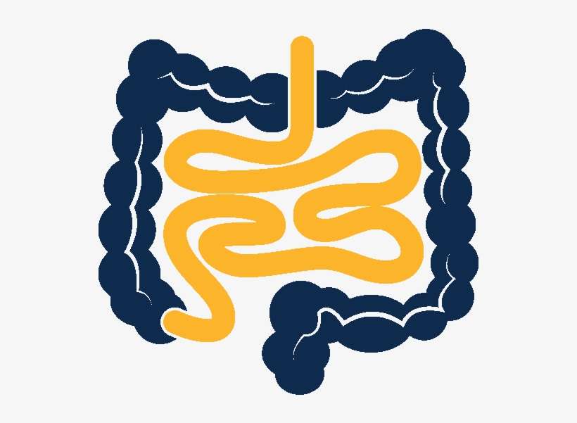 Colon - Dnalite Therapeutics, Inc., transparent png download