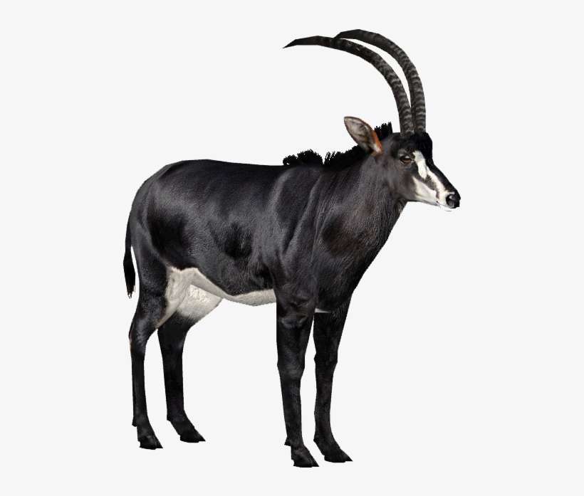 Download Giant Sable Antelope M - Sable Antelope White Background