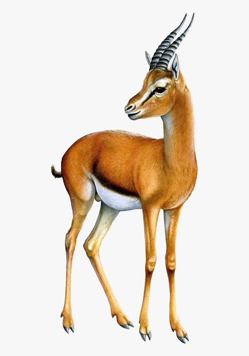 Gazelle Png Transparent Image Gazelle Png Png Image Transparent Png Free Download On Seekpng