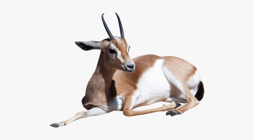 Gazelle Png File Gazelle Png Png Image Transparent Png Free Download On Seekpng