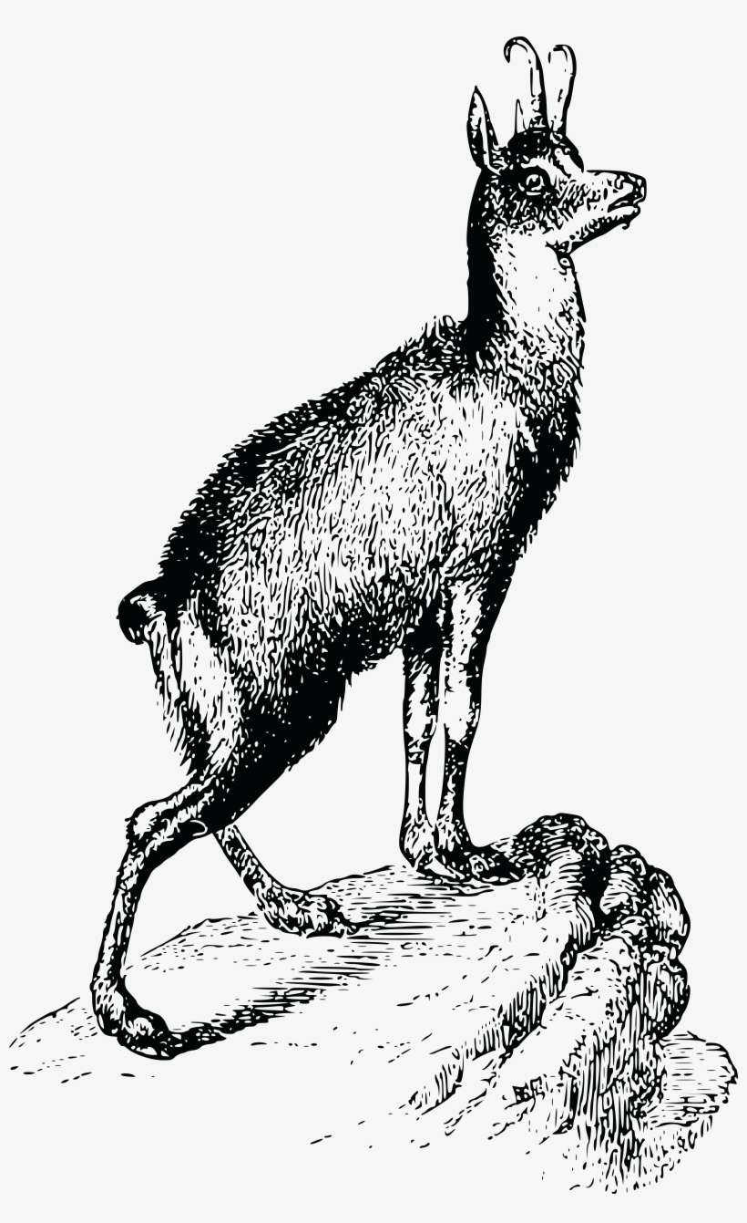 , , - Vector Graphics, transparent png download