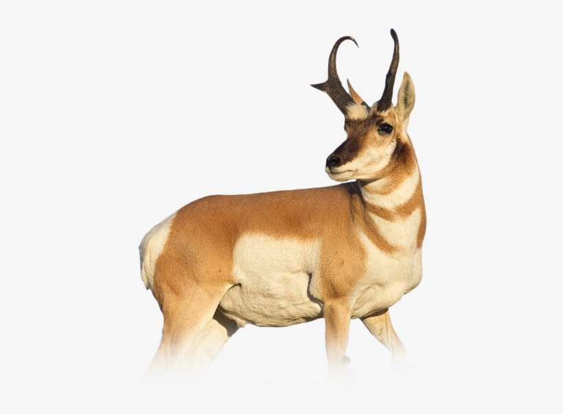 Source - U - S - Fish And Wildlife Service - Animals That Can Run, transparent png download