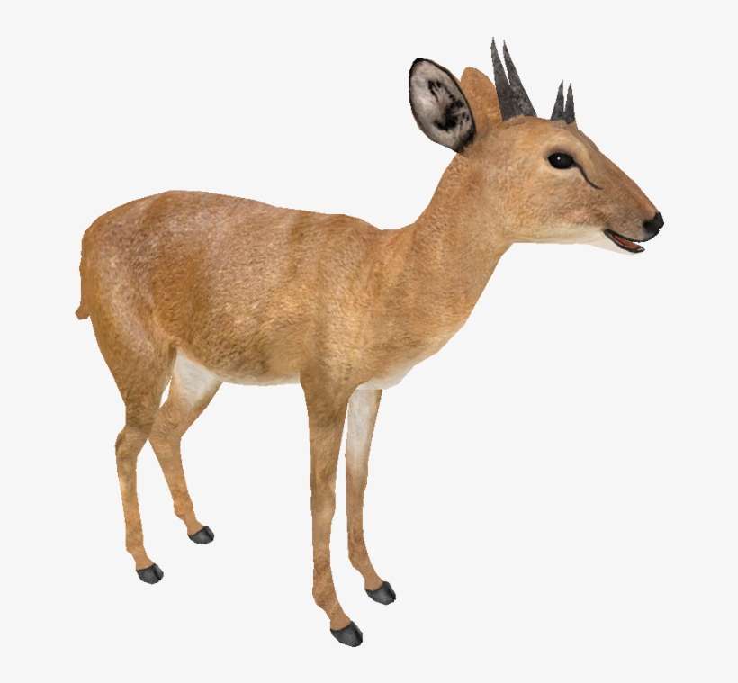 Four-horned Antelope - Four Horned Antelope, transparent png download