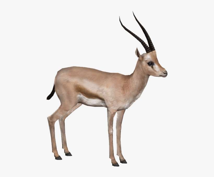 Gazelle Png Hd Gazelle Png Png Image Transparent Png Free Download On Seekpng