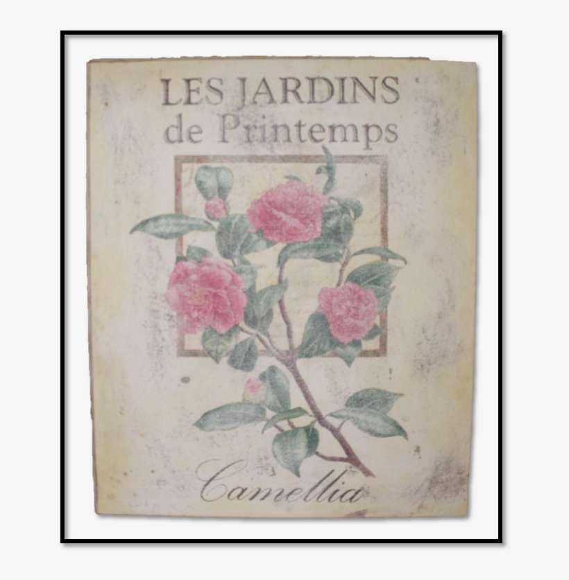 Garden Roses, transparent png download