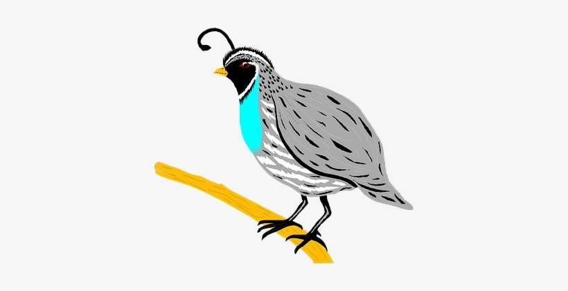 Bird Branch Wings Feathers Species Quail Q - Clipart Of A Quail, transparent png download