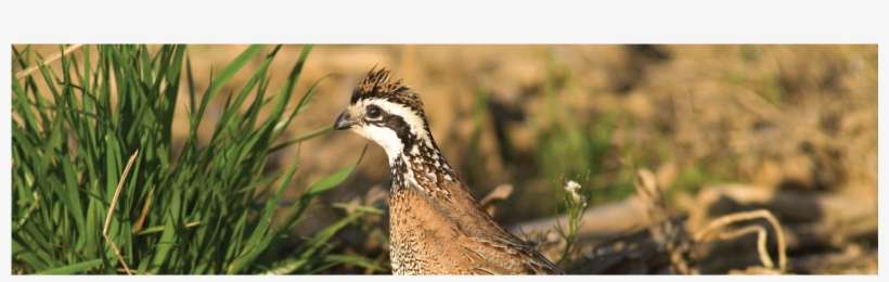 Site Designed & Hosted By Kanokla Design Studio - Bob White Quails, transparent png download