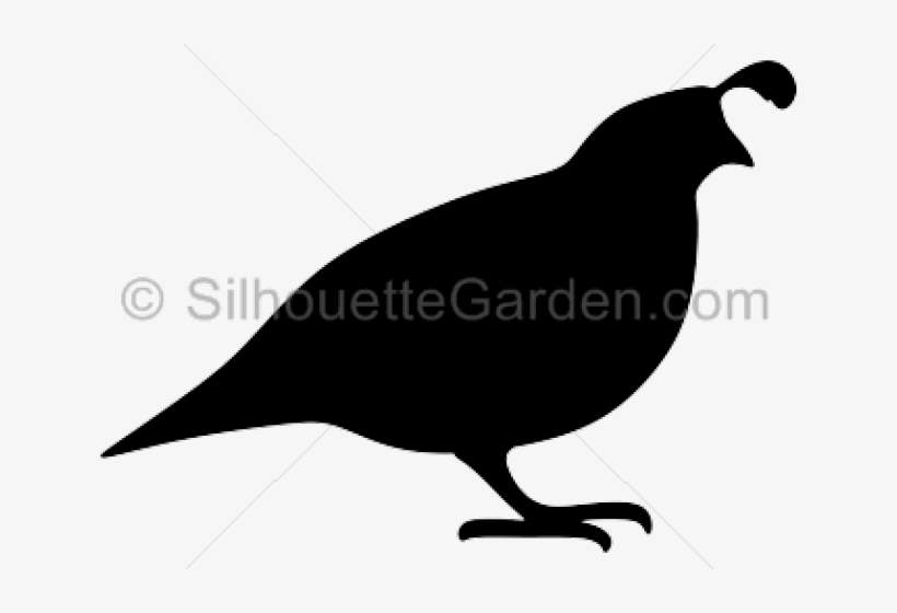 Pheasant Clipart Quail - Quail Silhouette Png, transparent png download