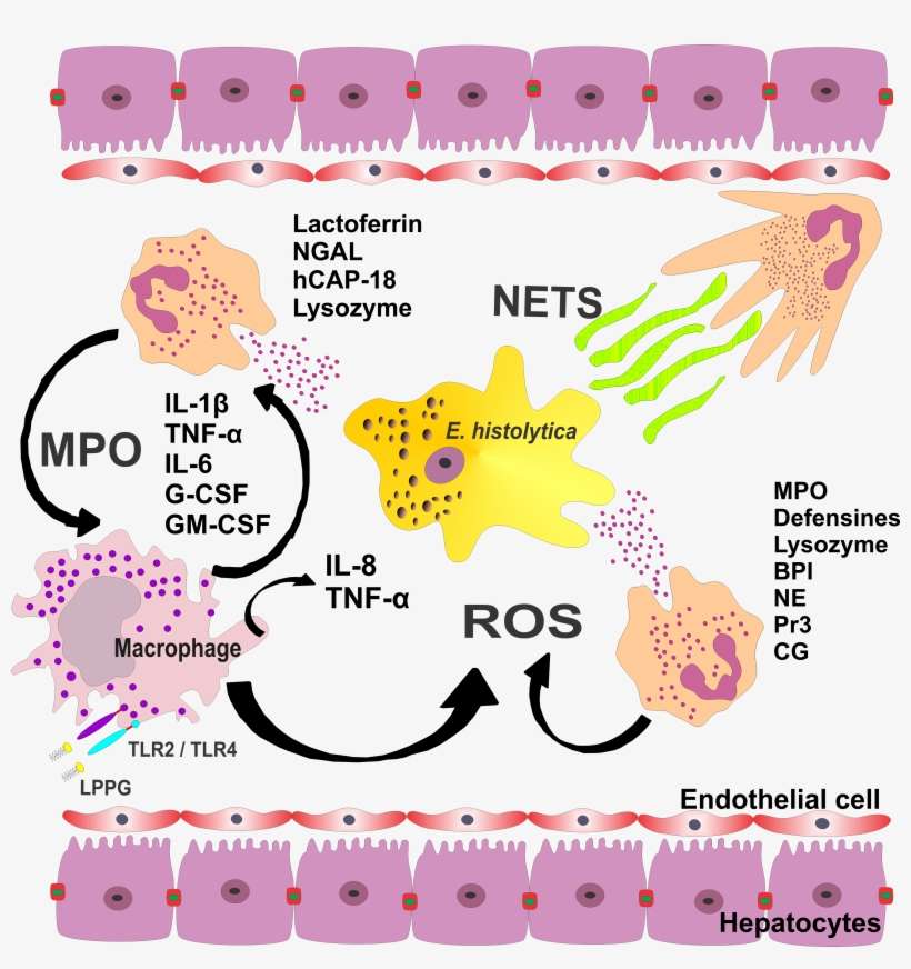 Parasite150072-fig2 Role Of Neutrophils In Rodent Amebic - Neutrophil Myeloperoxidase, transparent png download