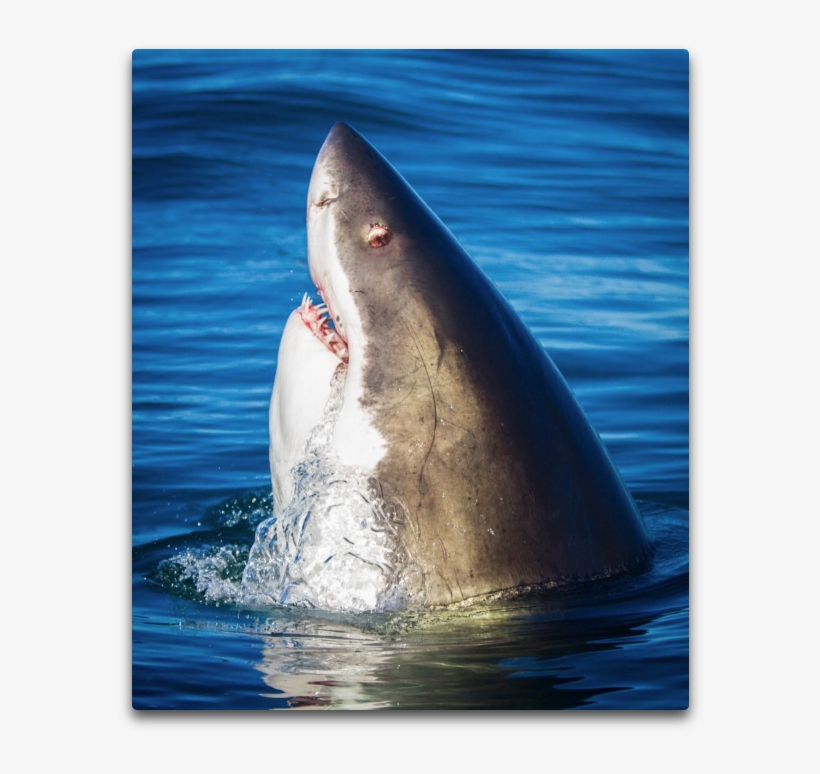 Away He Said “seeing That White Shark Stick Its Head - Cetacean Surfacing Behaviour, transparent png download