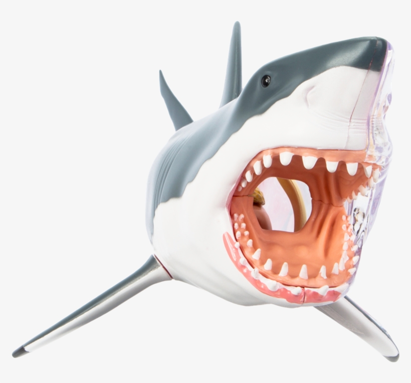 Shark, transparent png download