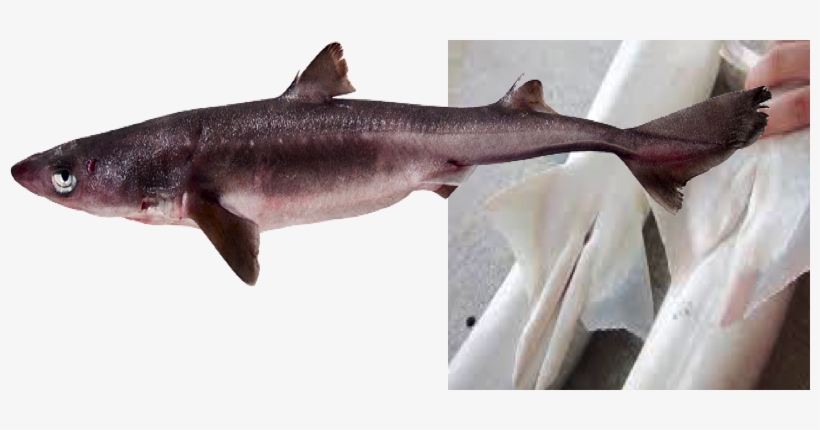 Head - Bronze Hammerhead Shark, transparent png download