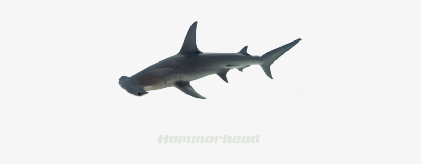 Shark, transparent png download