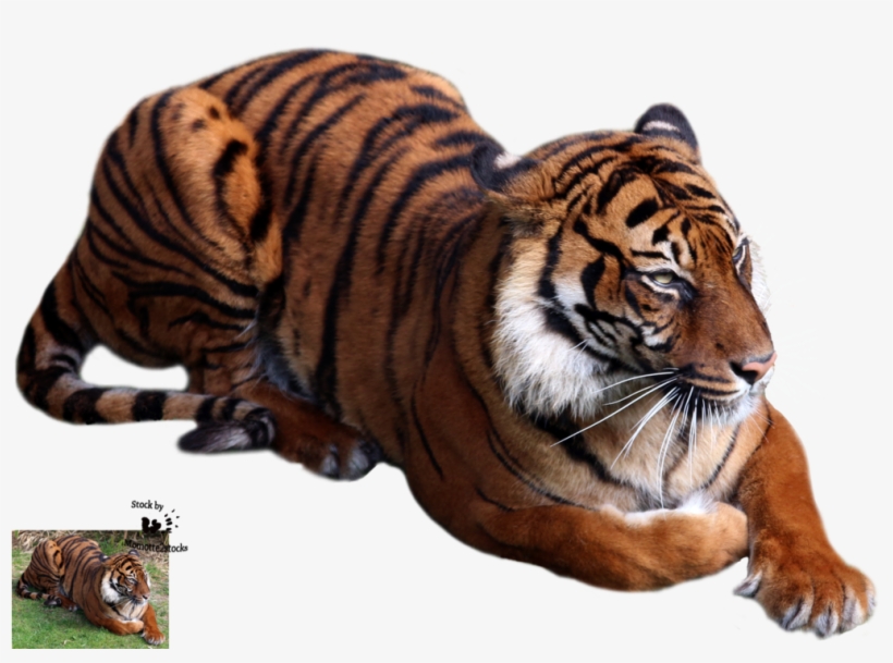 2 Kbytes, Sorted - Animals Png, transparent png download