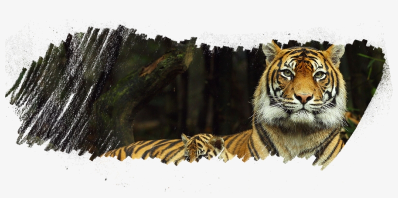 Leave A Reply Cancel Reply - Taronga Zoo, transparent png download