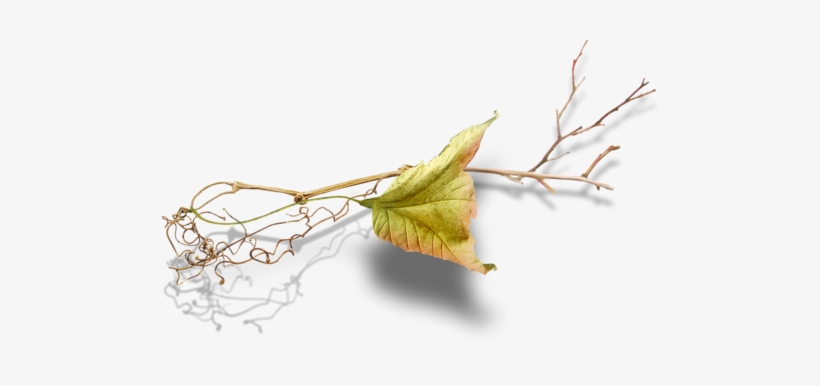 0 E0068 7b7e02ba L - Maple Leaf, transparent png download